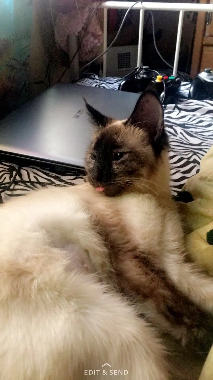 Lost cat in Midvale, UT, 84047