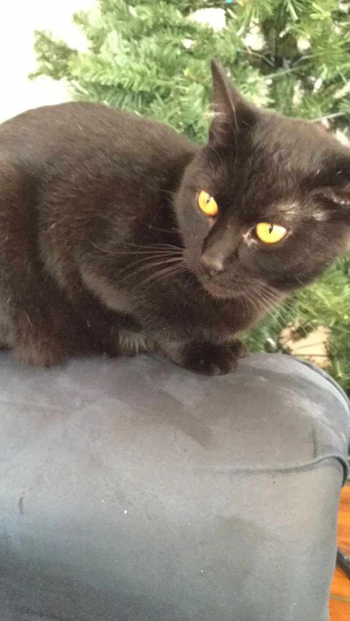 Lost cat in Bay Shore, NY, 11706