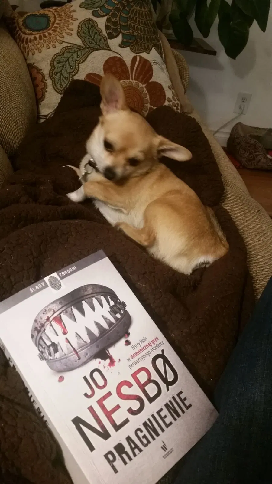 Lost dog in Wasilla, AK, 99654