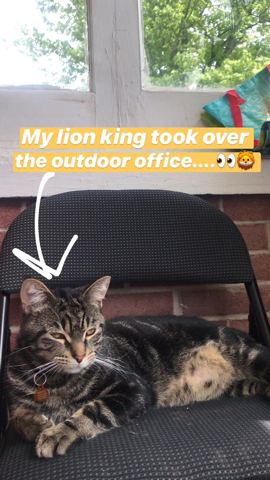 Lost cat in Muncie, IN, 47304