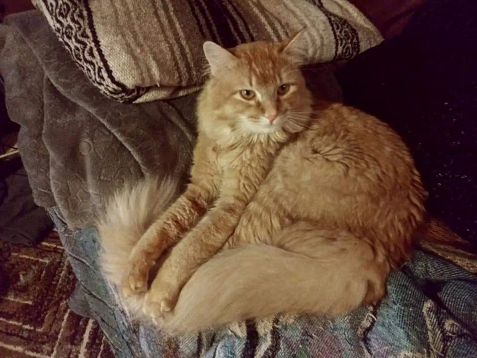 Lost cat in Denver, CO, 80216
