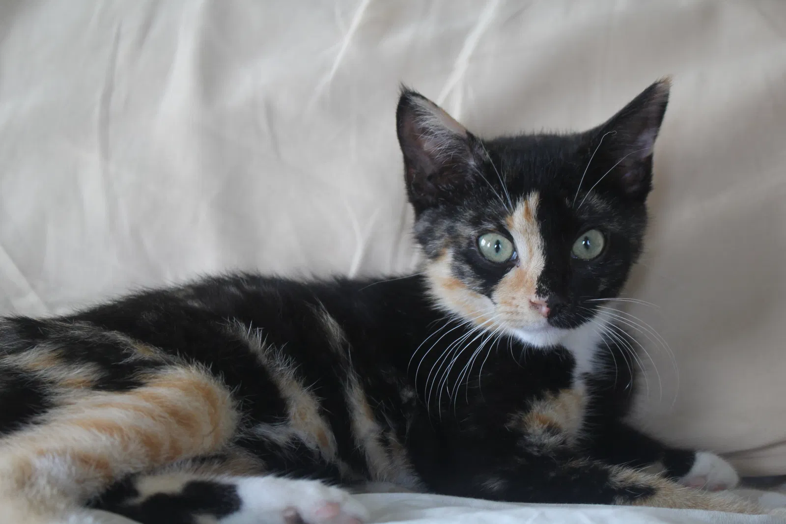 Lost cat in Pittsburgh, PA, 15224