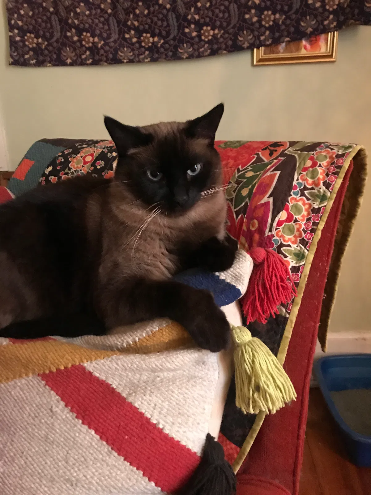 Lost cat in Madison, WI, 53704