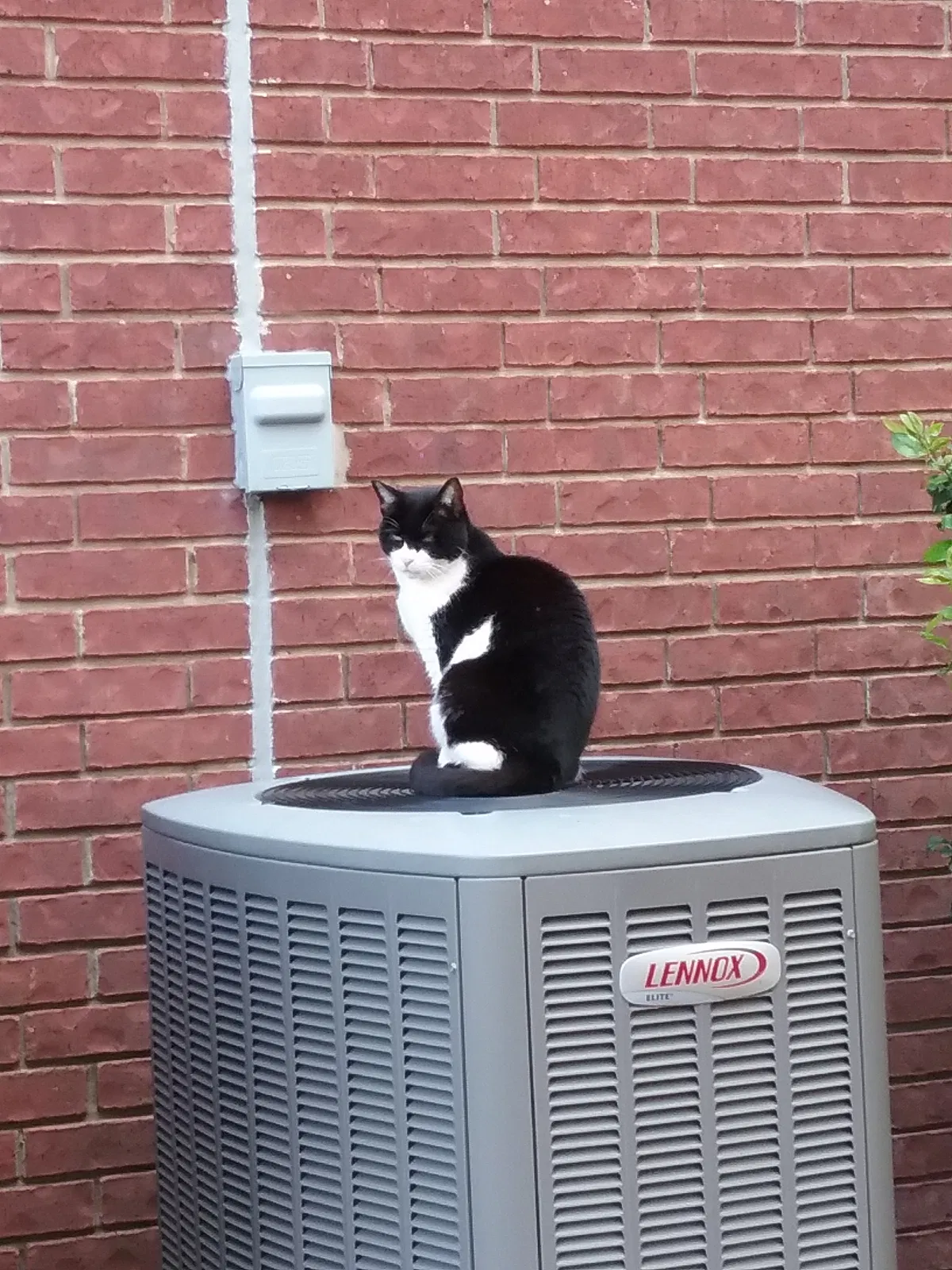 Lost cat in Sugar Land, TX, 77479