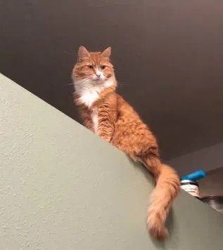 Lost cat in Gresham, OR, 97030