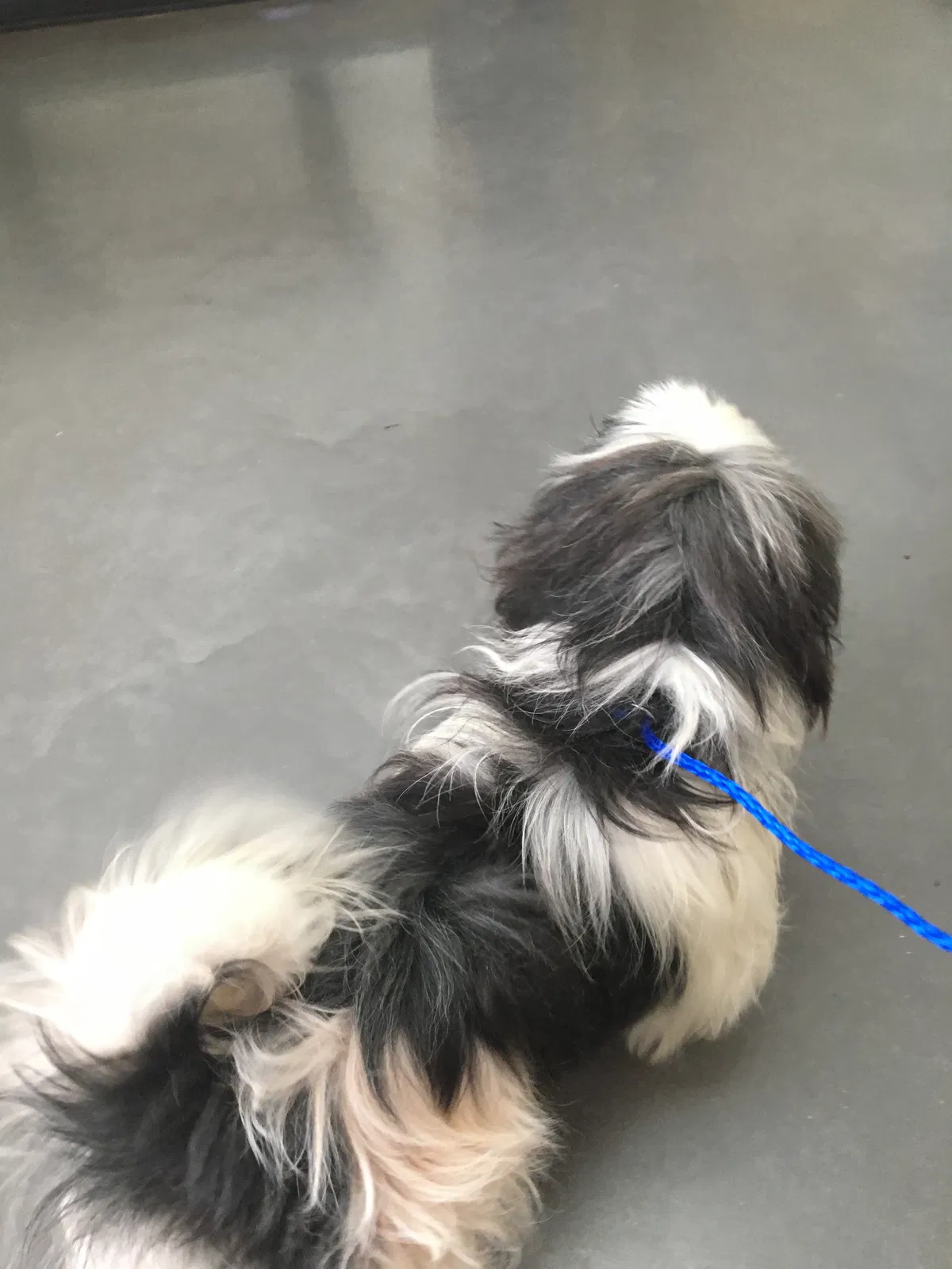 Lost dog in Birmingham, AL, 35212