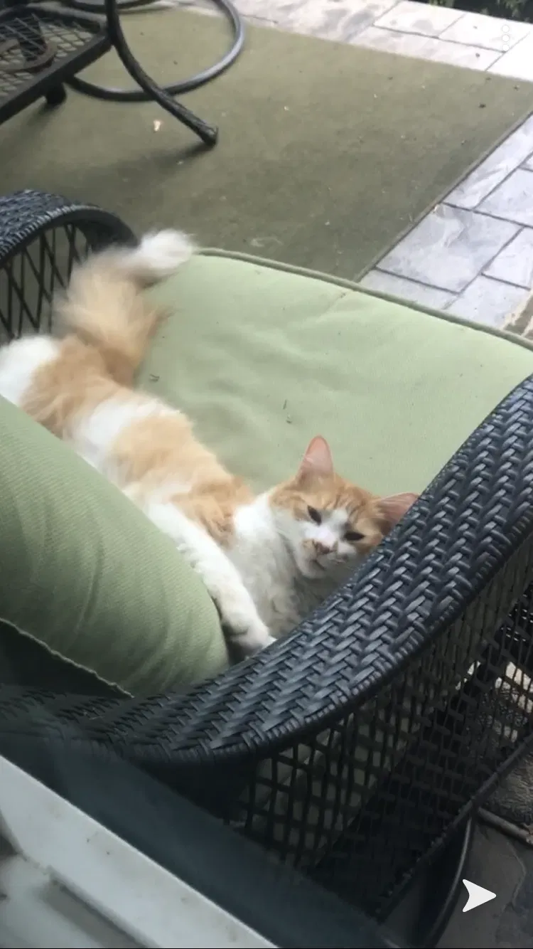 Lost cat in Arden, NC, 28704