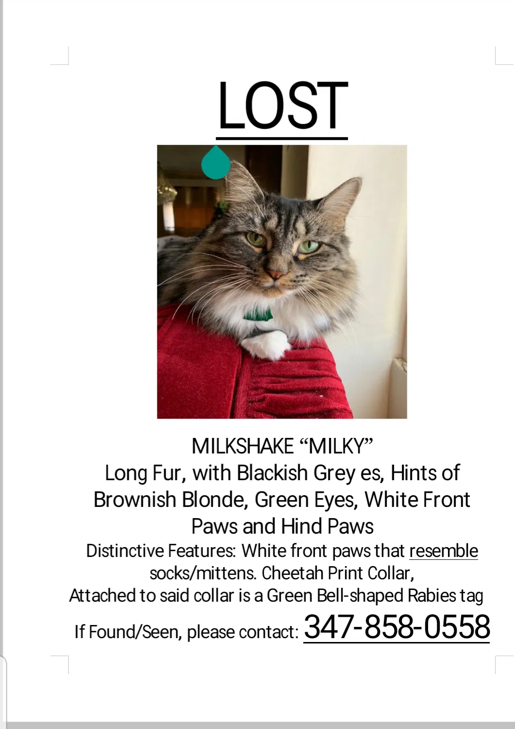 Lost cat in Jamaica, NY, 11436