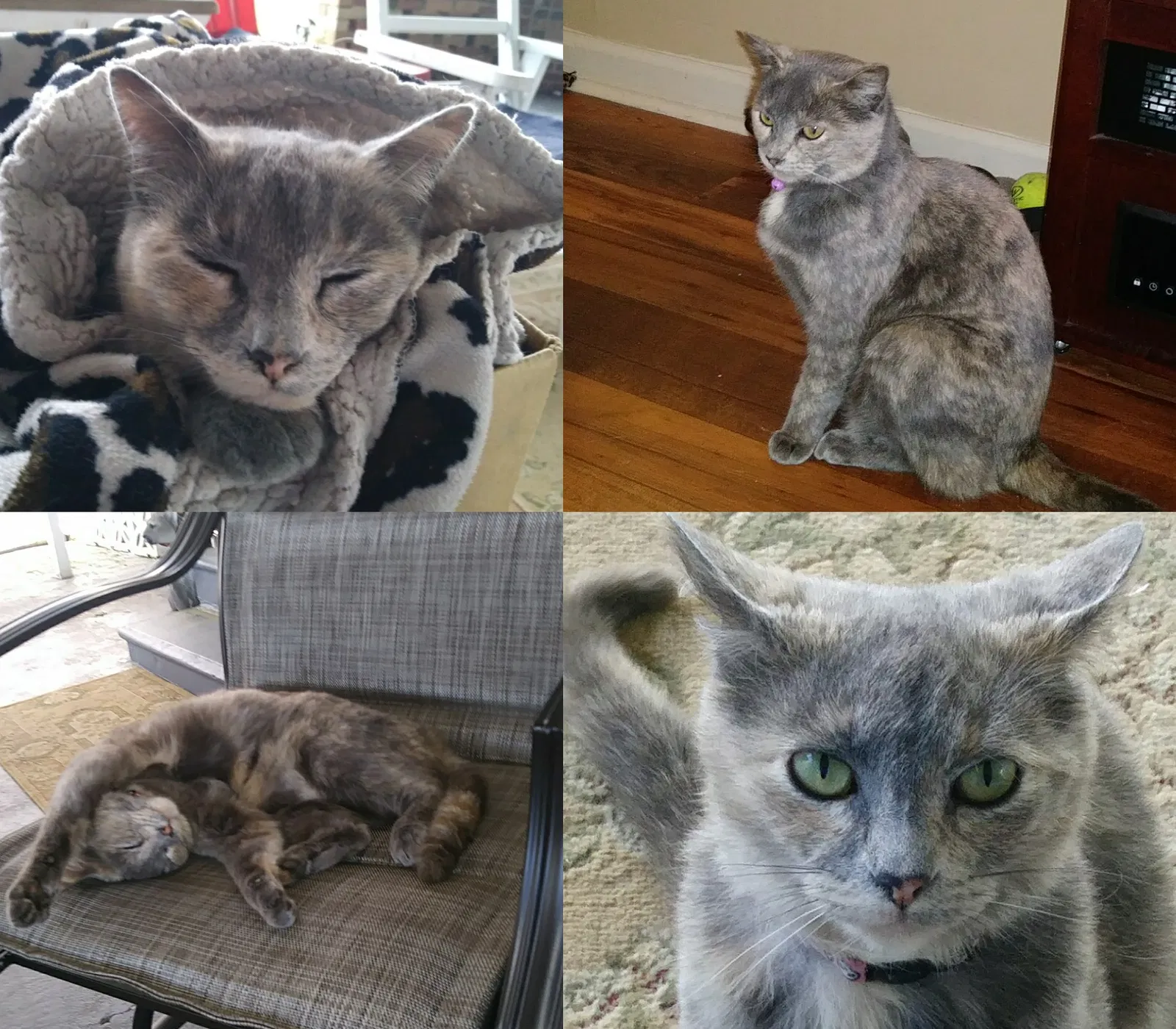 Lost cat in Sheffield, AL, 35660
