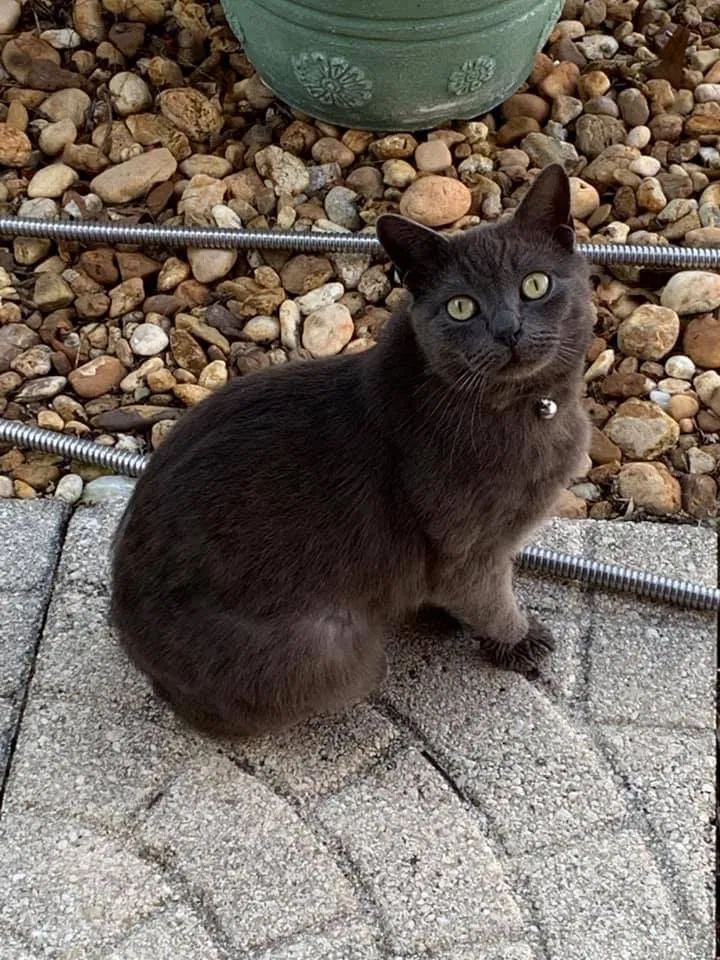 Lost cat in Lecanto, FL, 34461