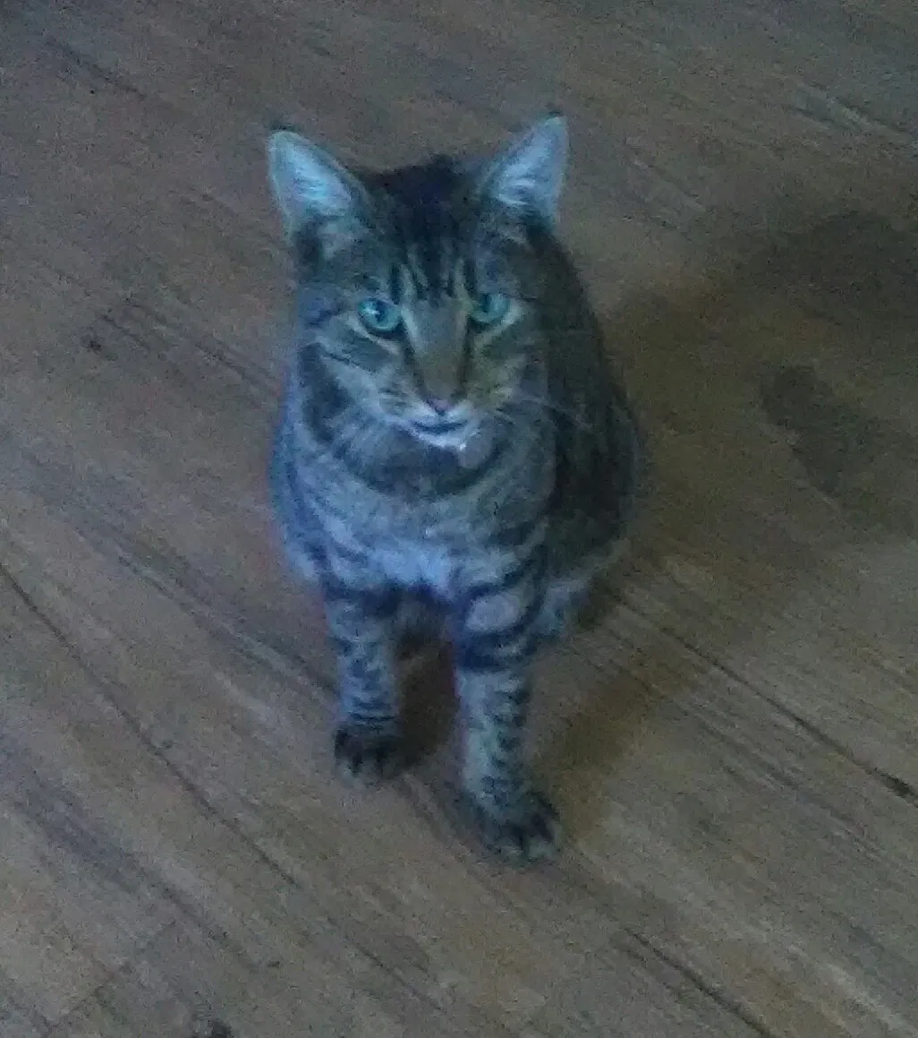 Lost cat in Carlsbad, CA, 92008