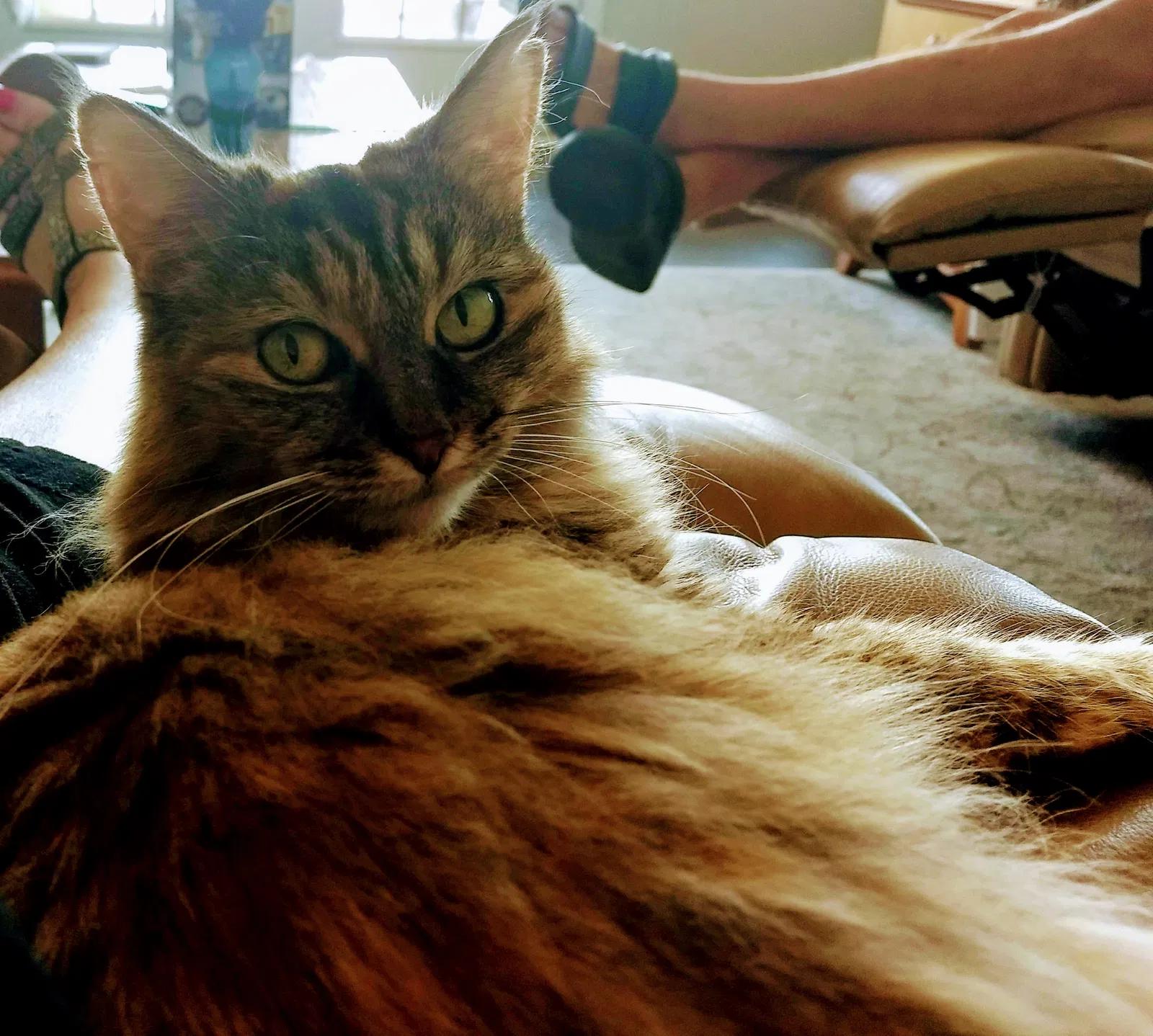 Lost cat in Simpsonville, SC, 29681