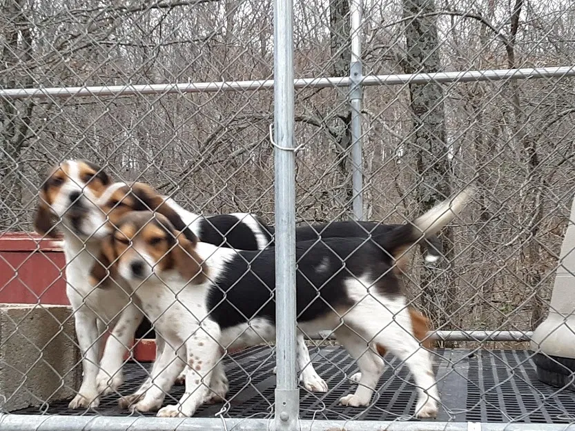 Lost dog in Bristow, IN, 47515