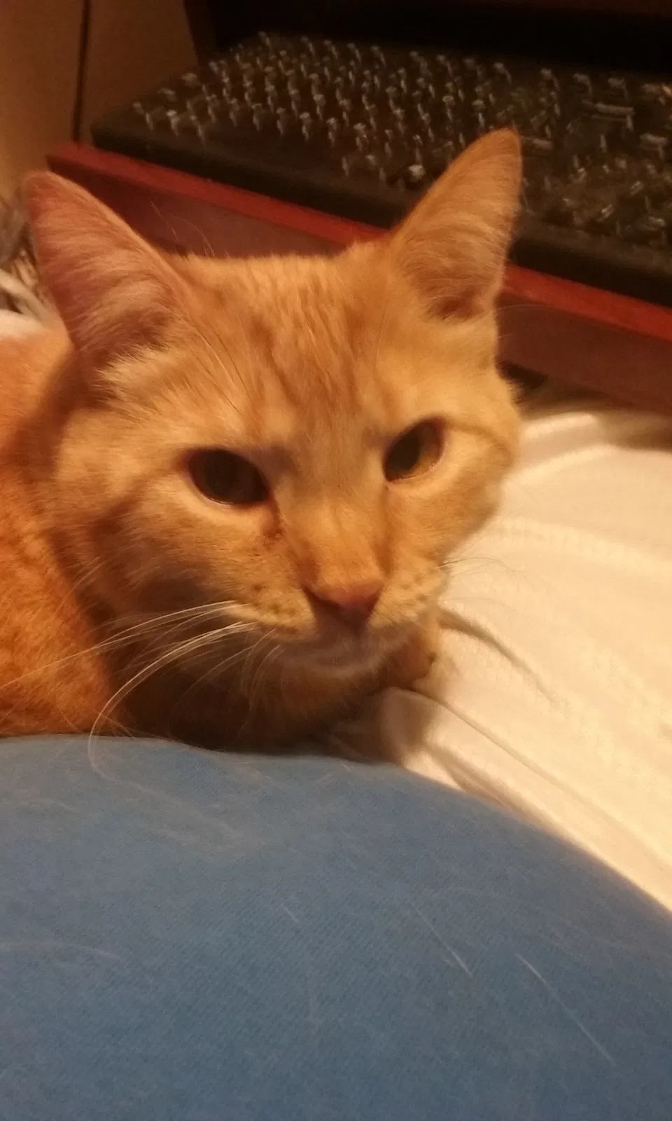 Lost cat in Fond Du Lac, WI, 54935