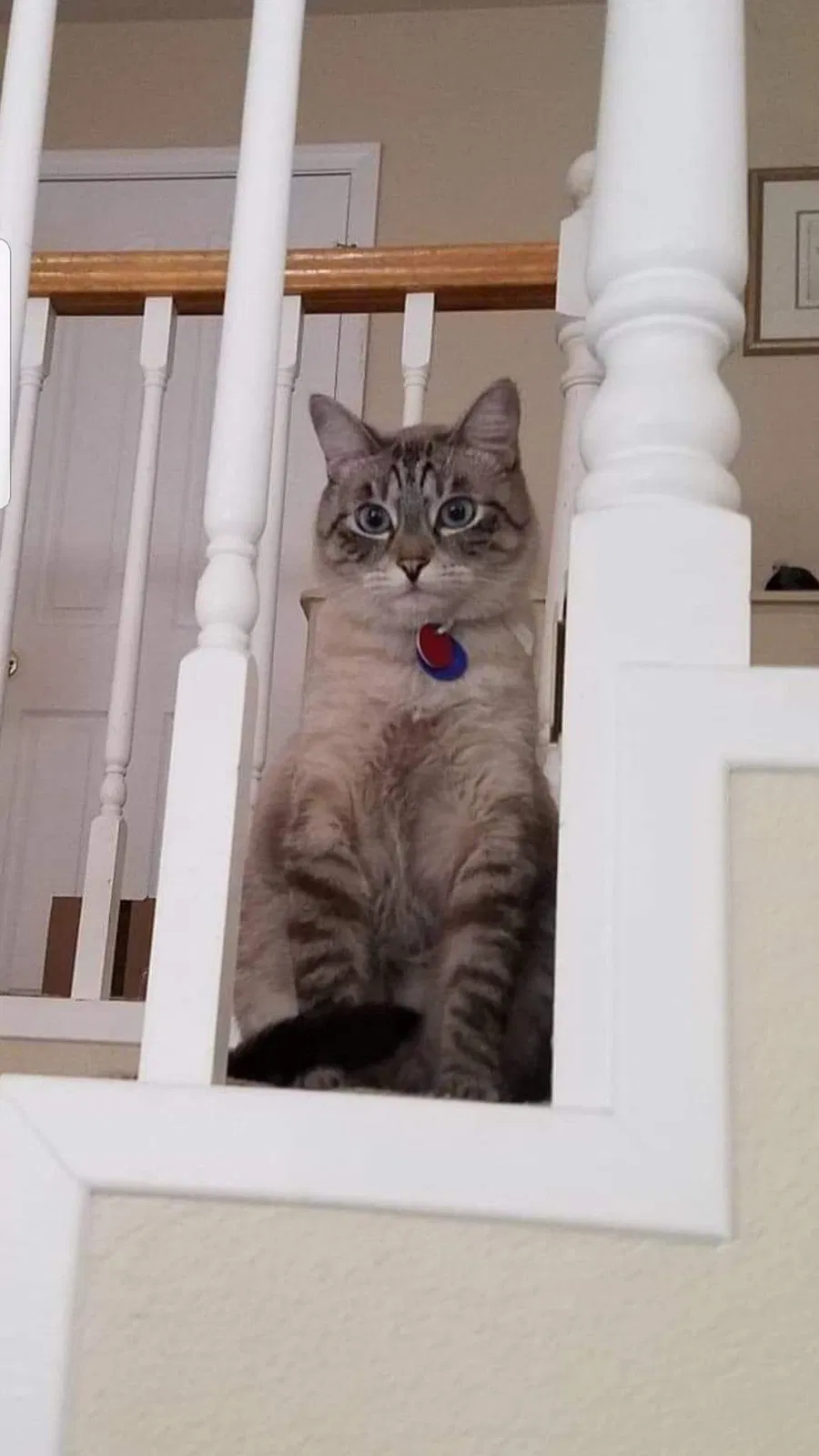 Lost cat in Castaic, CA, 91384