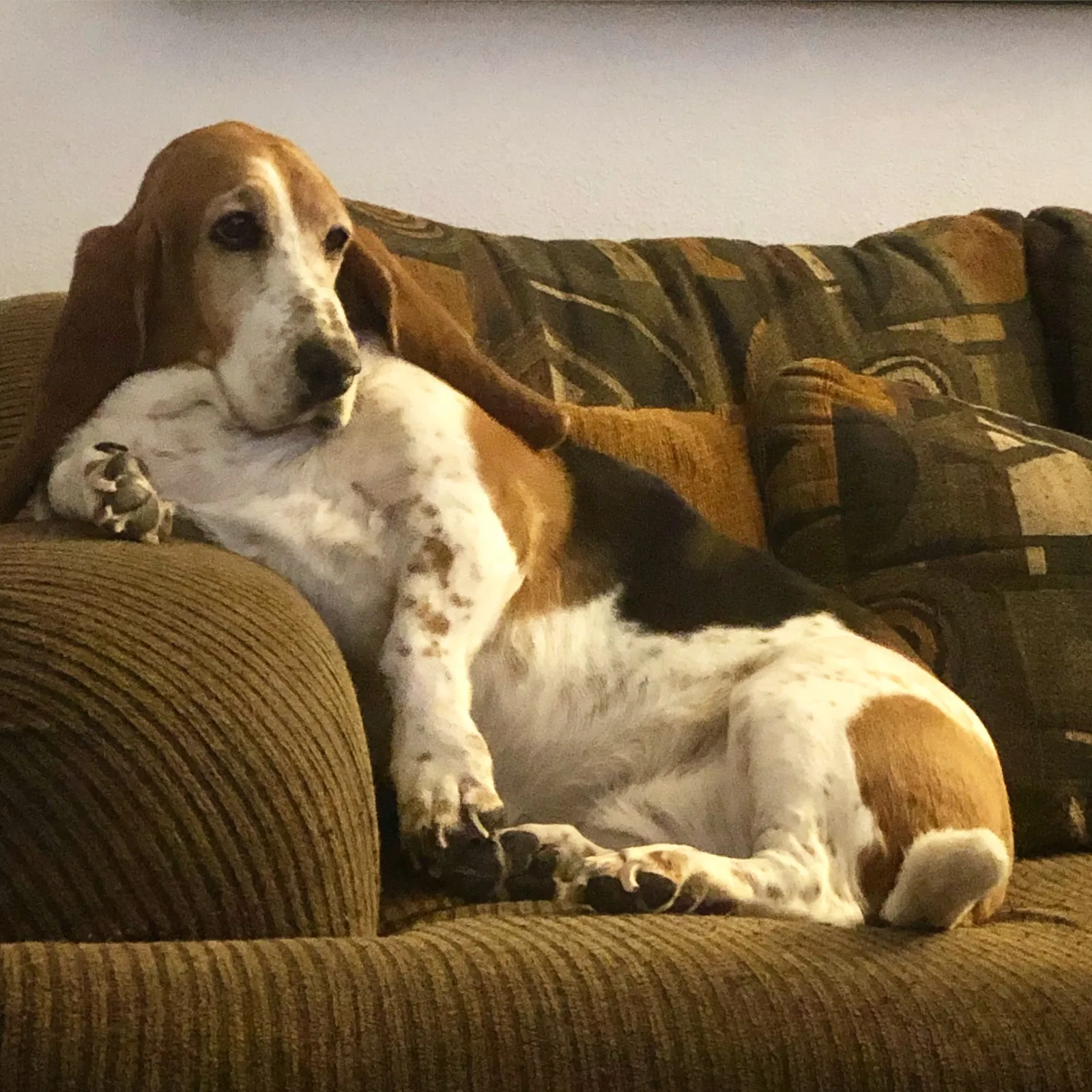 Lost dog in Rio Rancho, NM, 87124