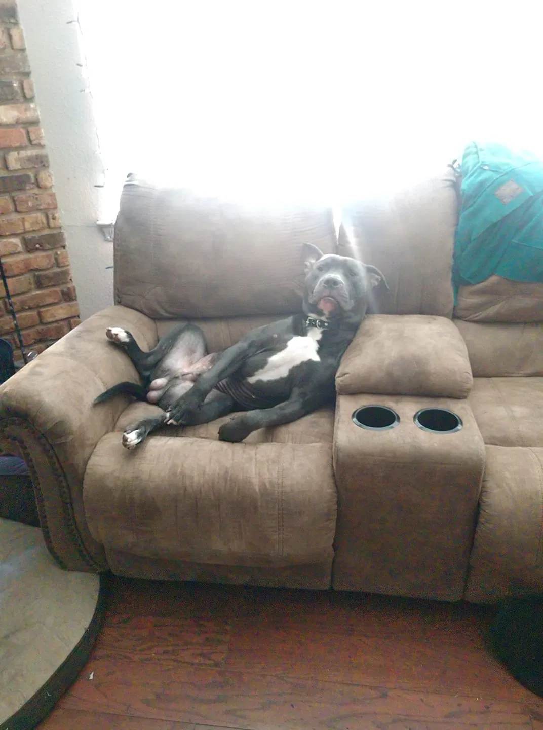 Lost dog in Plano, TX, 75074