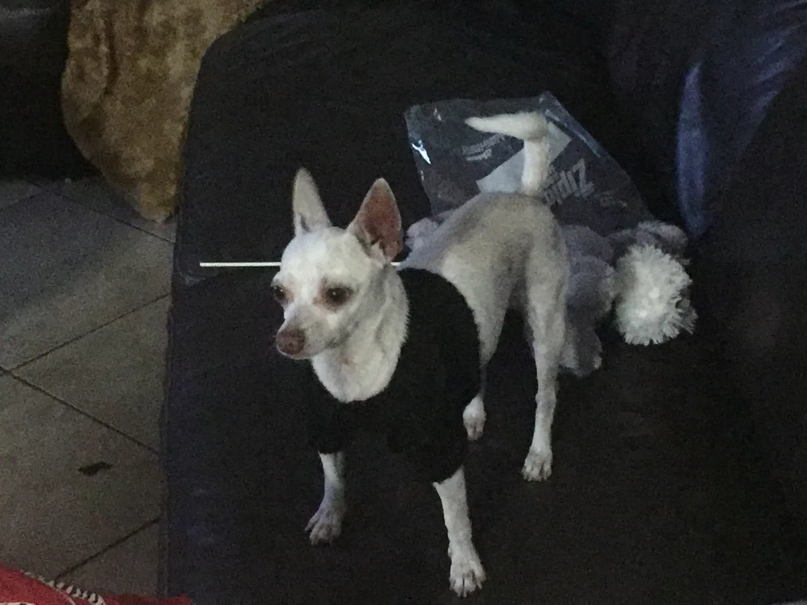 Lost dog in Lake Worth, FL, 33461