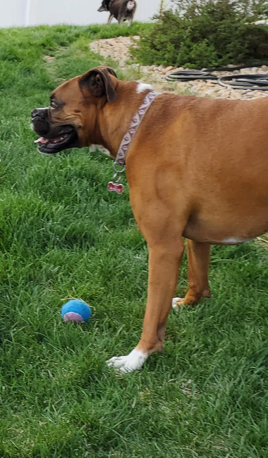 Lost dog in Greeley, CO, 80634