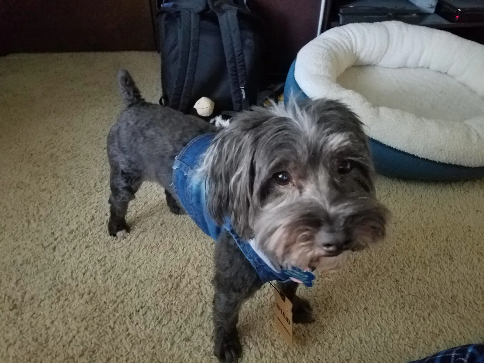 Lost dog in Tulsa, OK, 74134