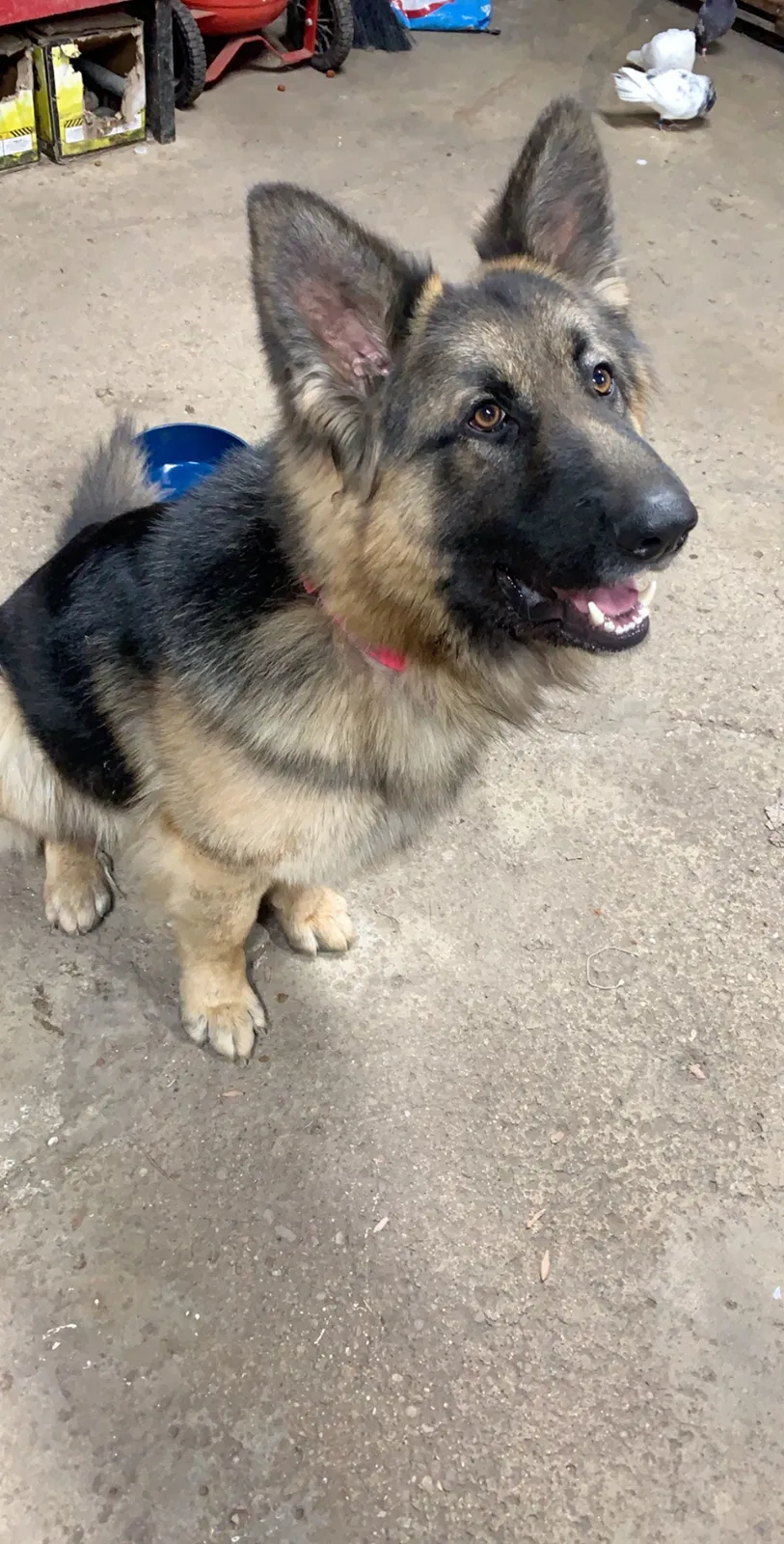 Lost dog in Dearborn Heights, MI, 48127