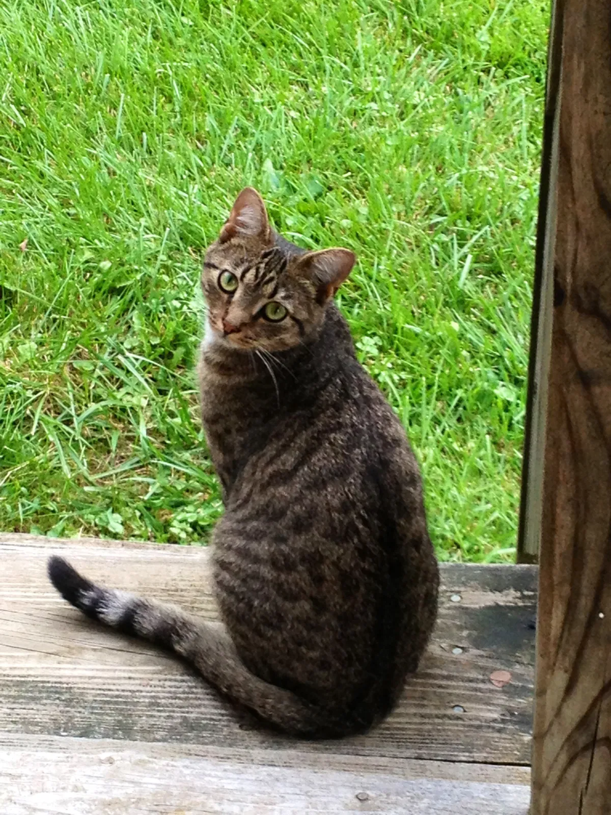 Lost cat in Rockbridge Baths, VA, 24473
