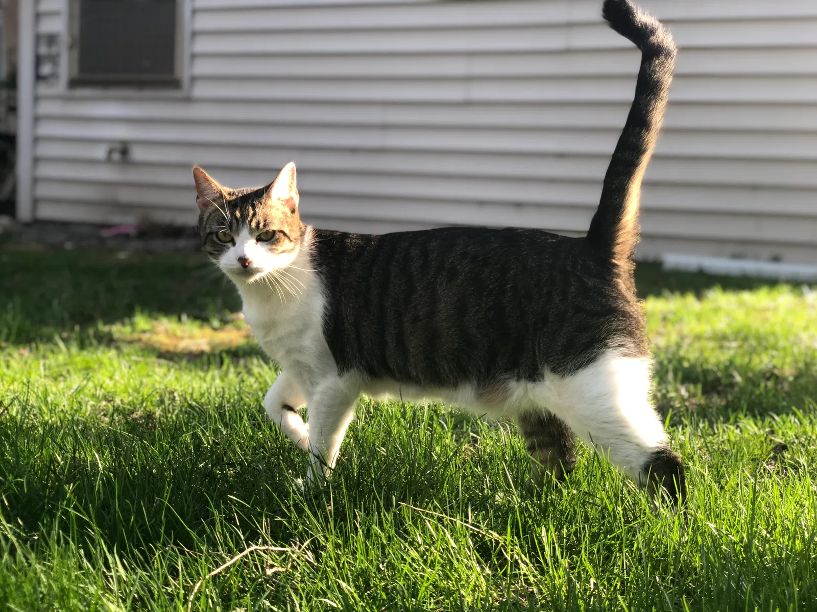 Lost cat in Sullivan, WI, 53178