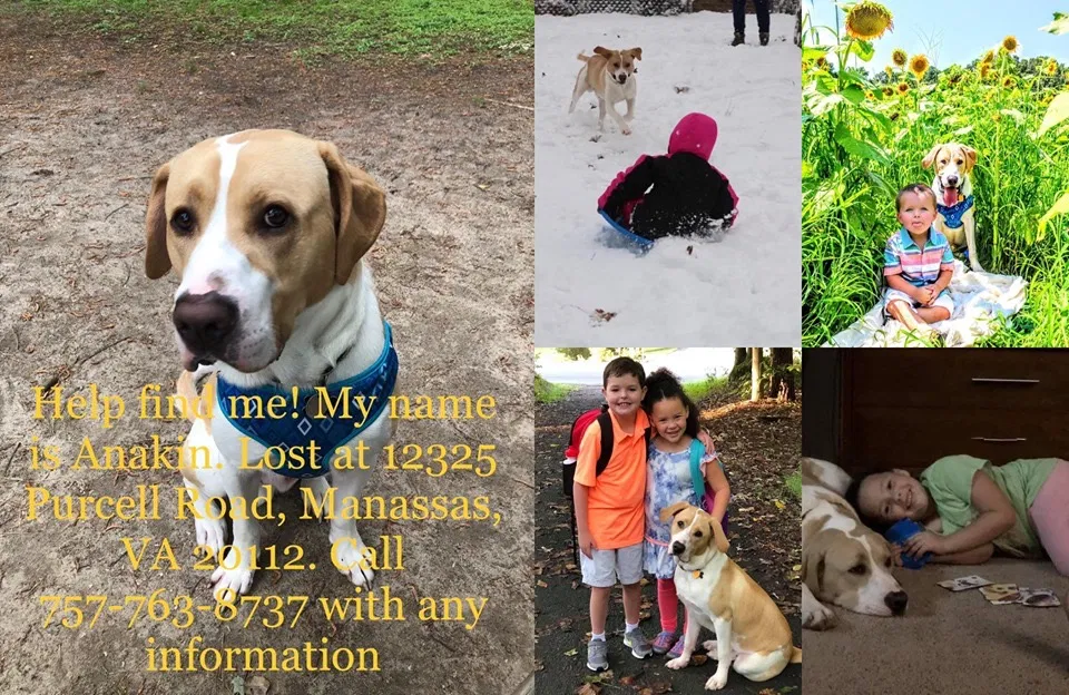 Lost dog in Manassas, VA, 20112