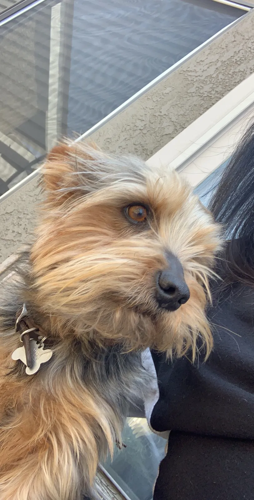 Lost dog in Santa Maria, CA, 93455