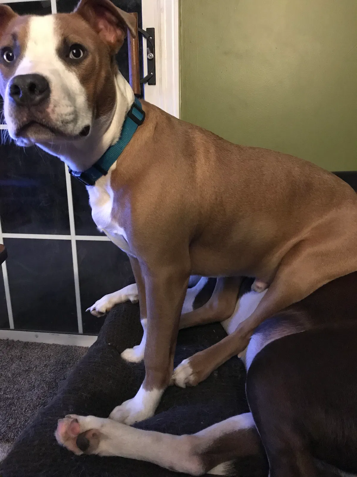 Lost dog in Tulsa, OK, 74115