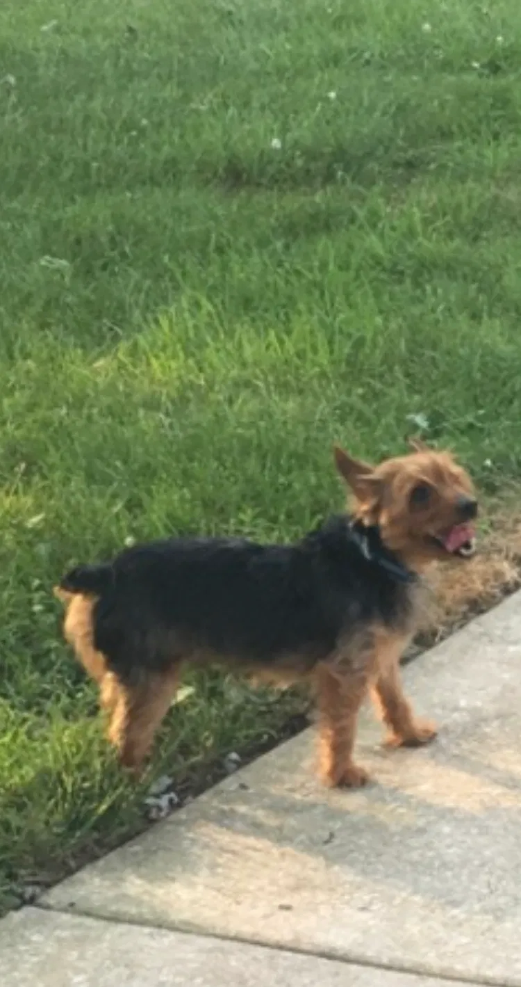 Lost dog in Parkville, MD, 21234