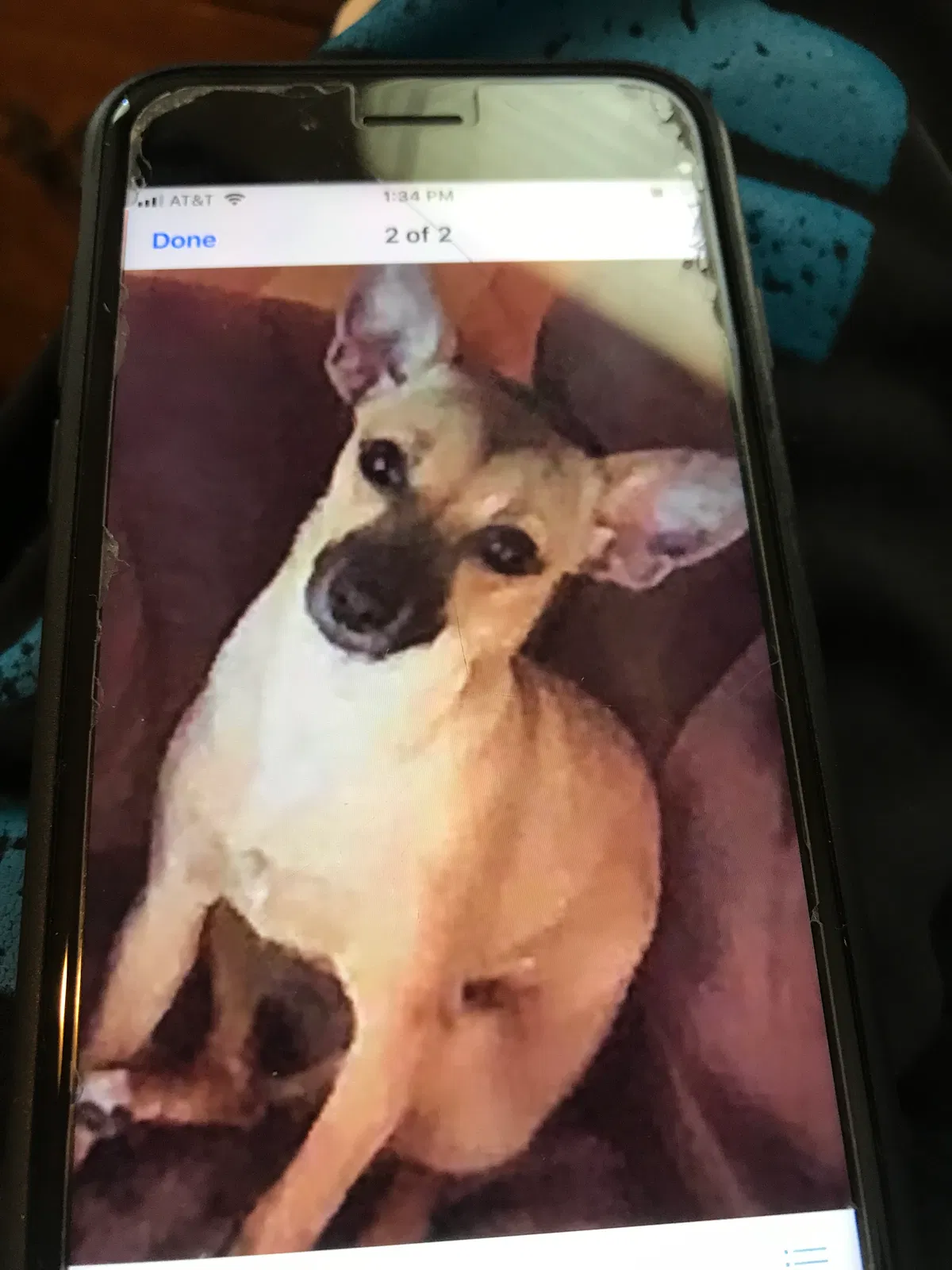 Lost dog in Matthews, NC, 28105