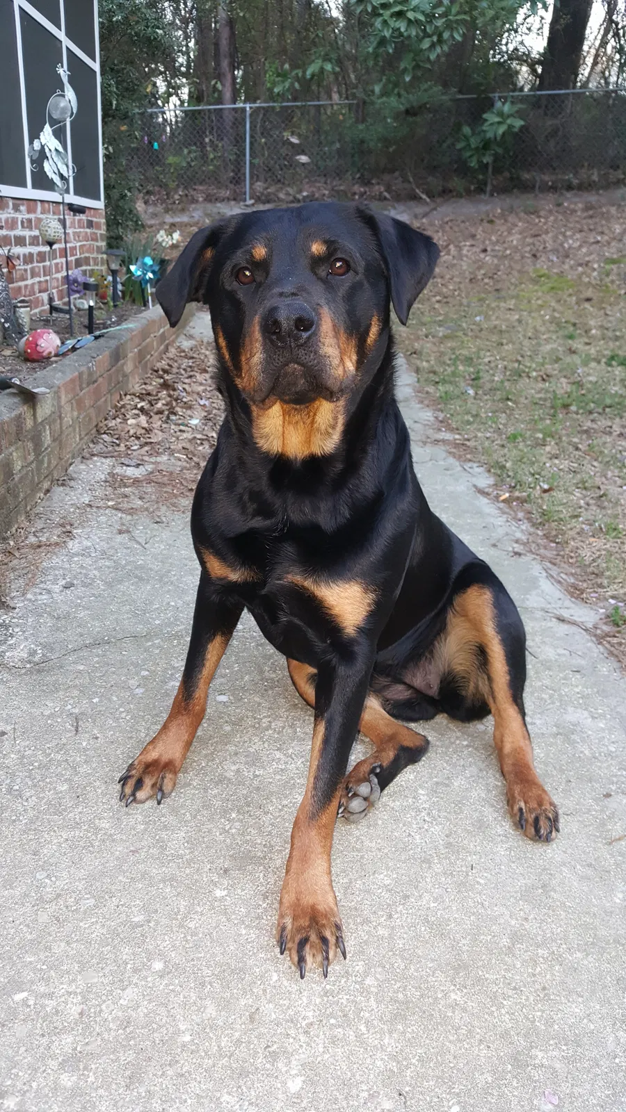 Lost dog in Lumber Bridge, NC, 28357