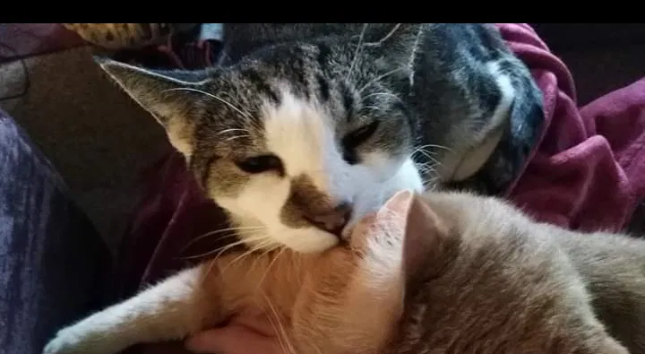 Lost cat in Dayton, OH, 45414