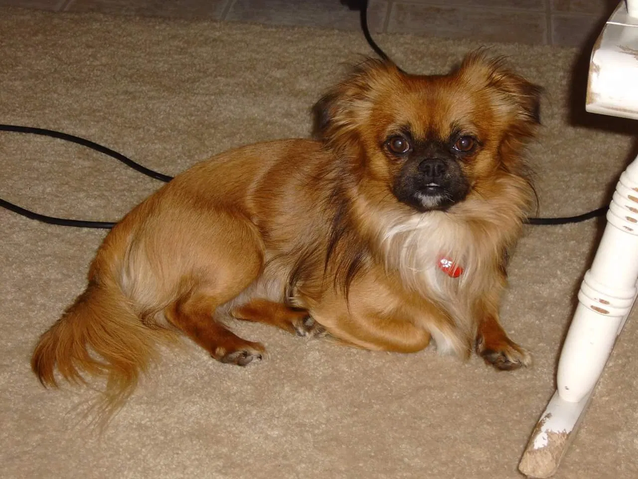 Lost dog in Herriman, UT, 84096