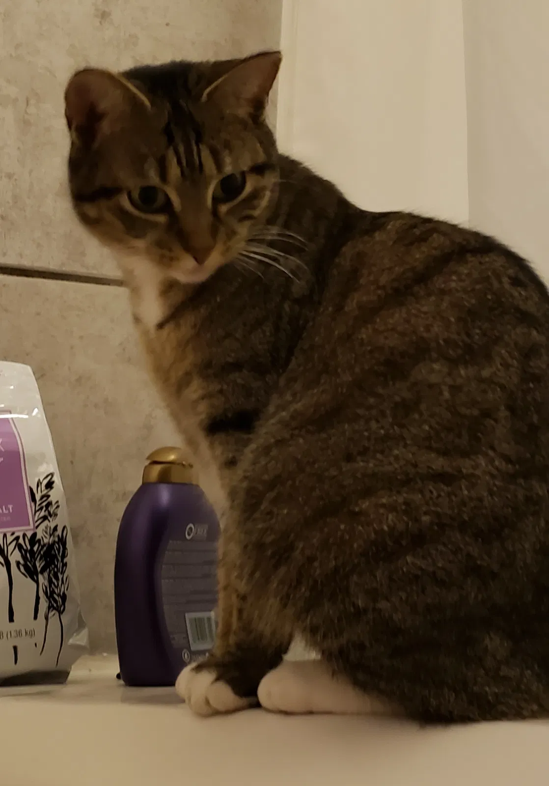 Lost cat in Bloomington, IN, 47401