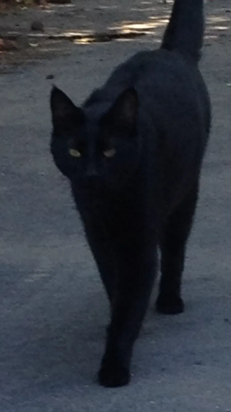 Lost cat in Vancouver, WA, 98661