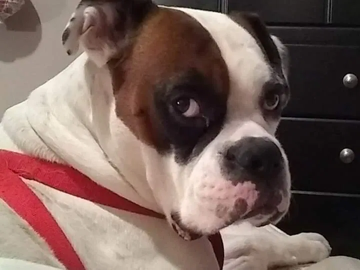 Lost dog in Louisville, KY, 40272