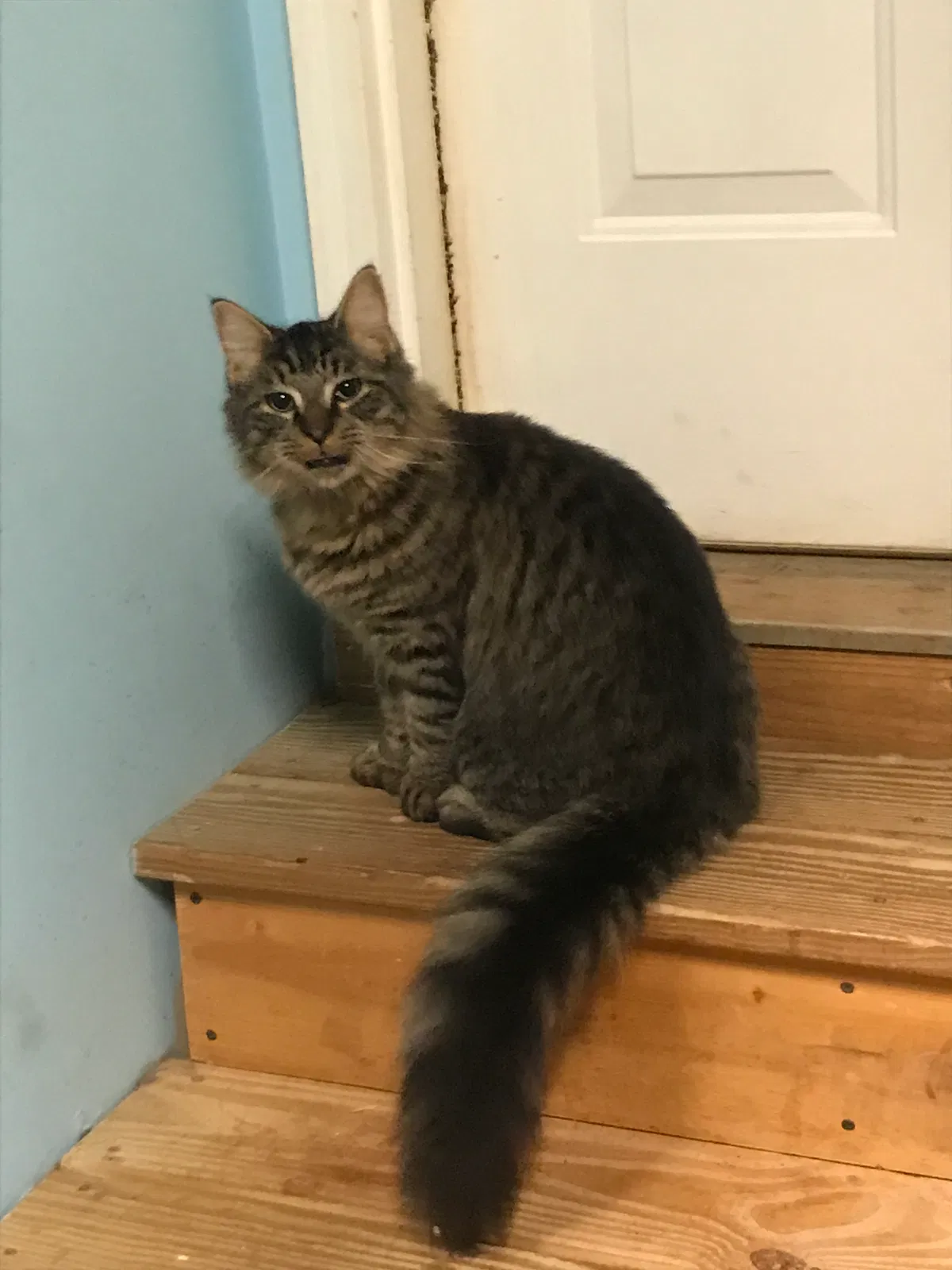 Lost cat in Davidson, NC, 28036