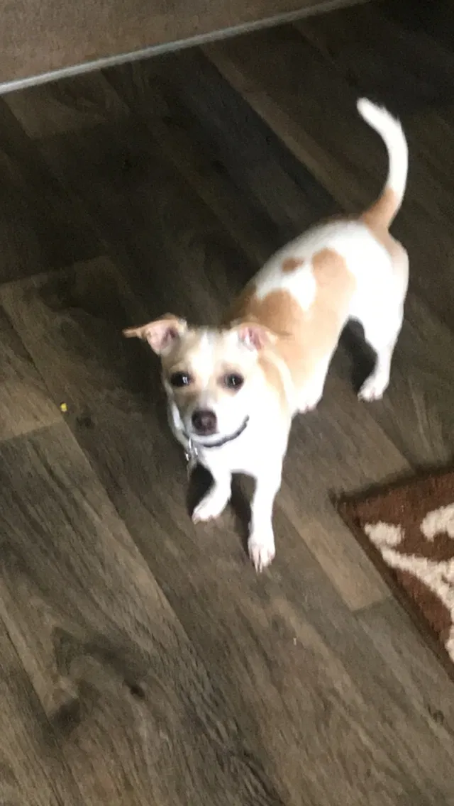 Lost dog in Asheville, NC, 28806
