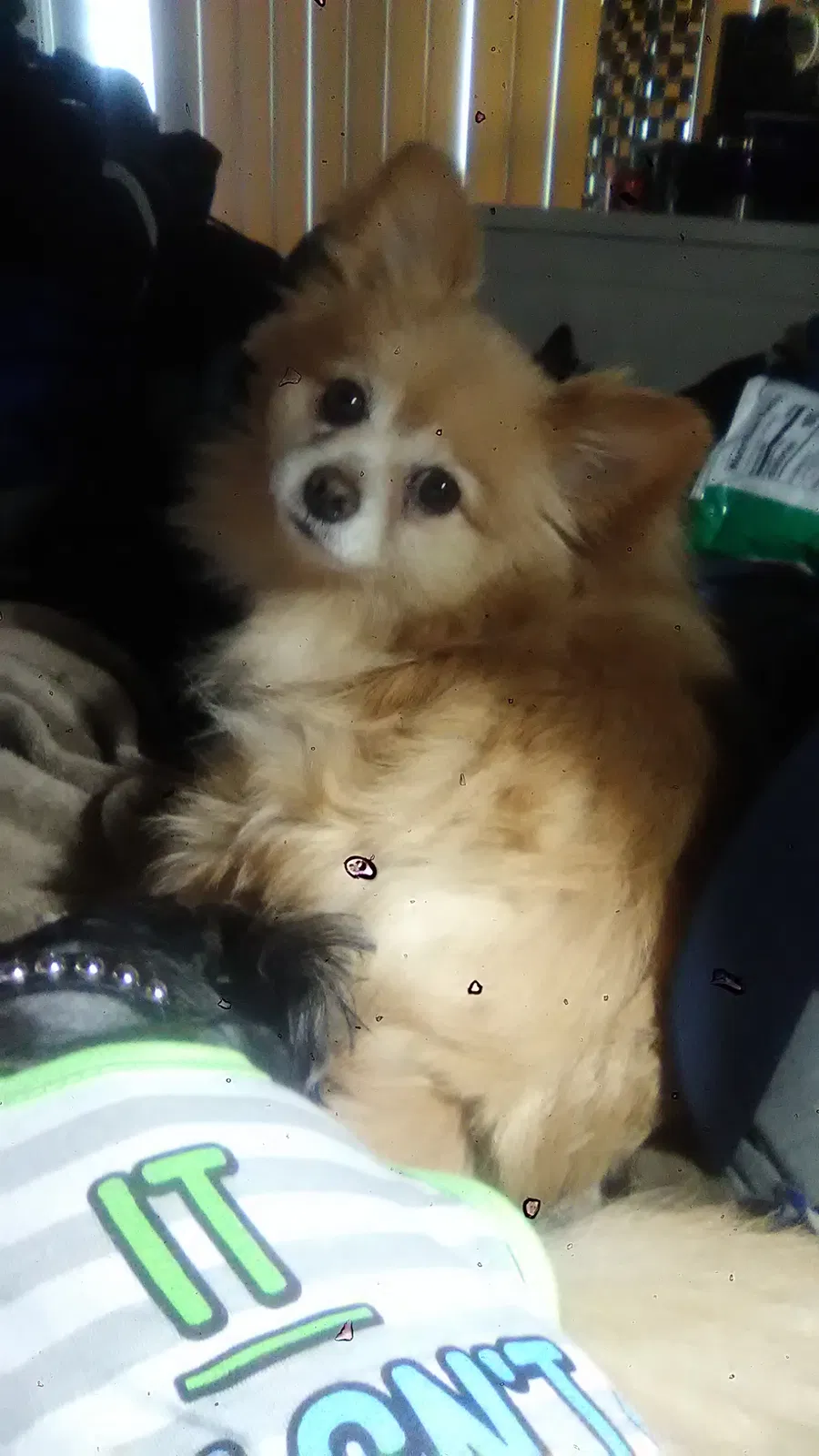 Lost dog in Lynnwood, WA, 98087