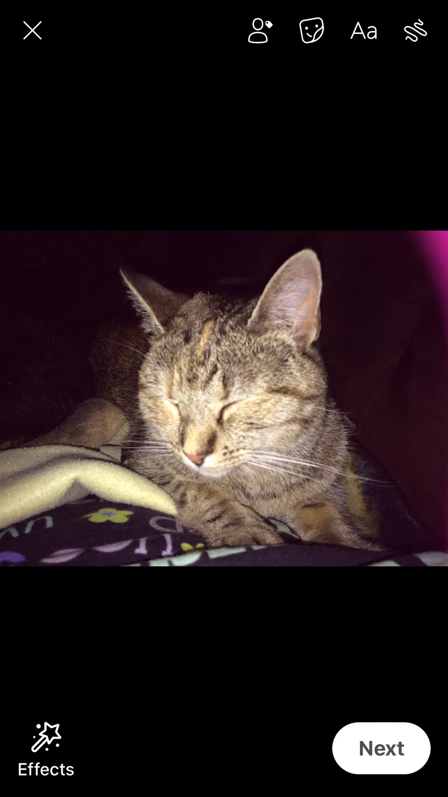 Lost cat in Absecon, NJ, 8201