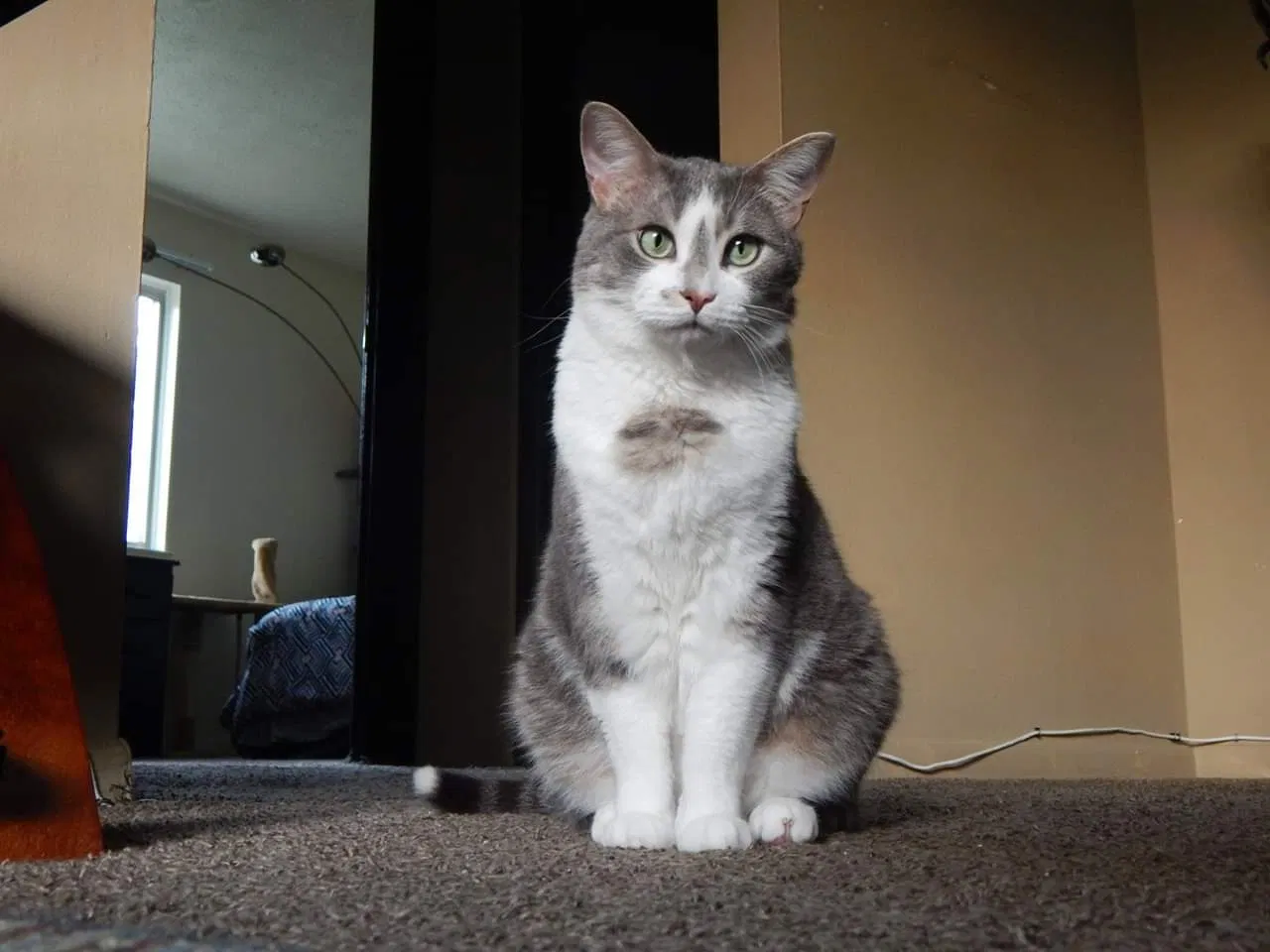 Lost cat in Lake Orion, MI, 48362