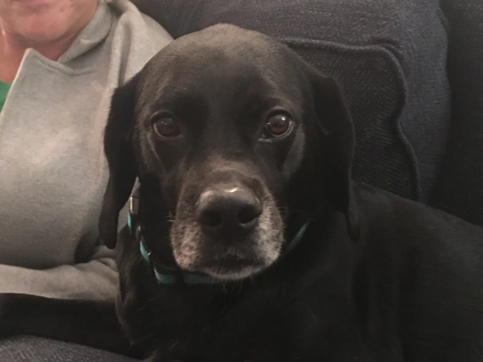 Lost dog in Matthews, NC, 28104