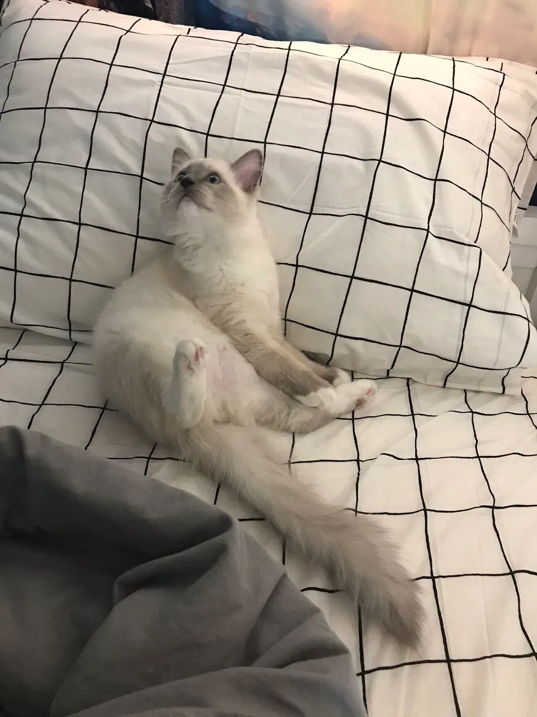 Lost cat in Irvine, CA, 92612