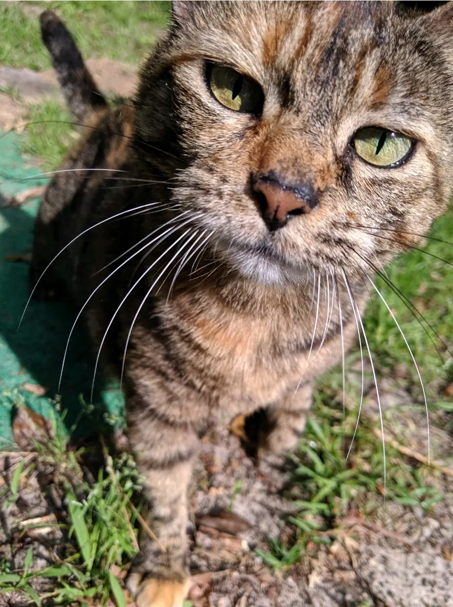 Lost cat in Ashdown, AR, 71822