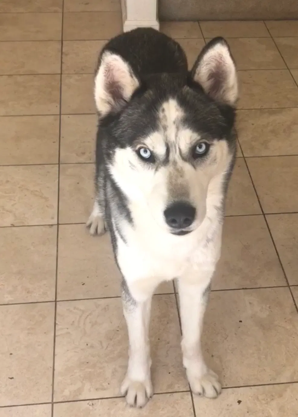 Lost dog in Sacramento, CA, 95828