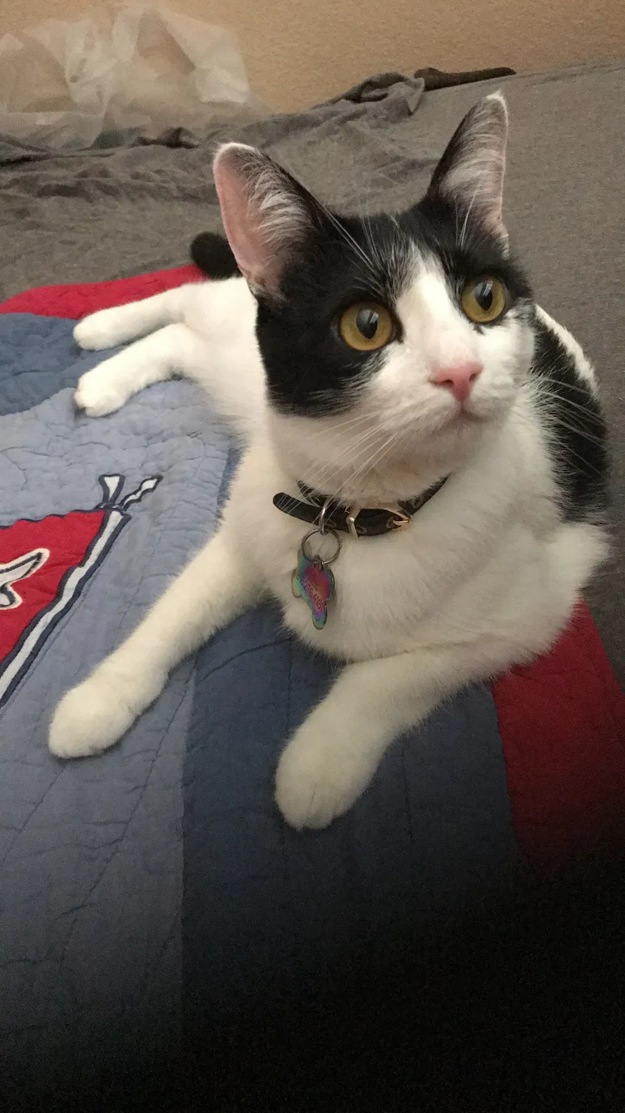 Lost cat in Rocklin, CA, 95677