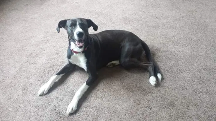 Lost dog in Benton, PA, 17814