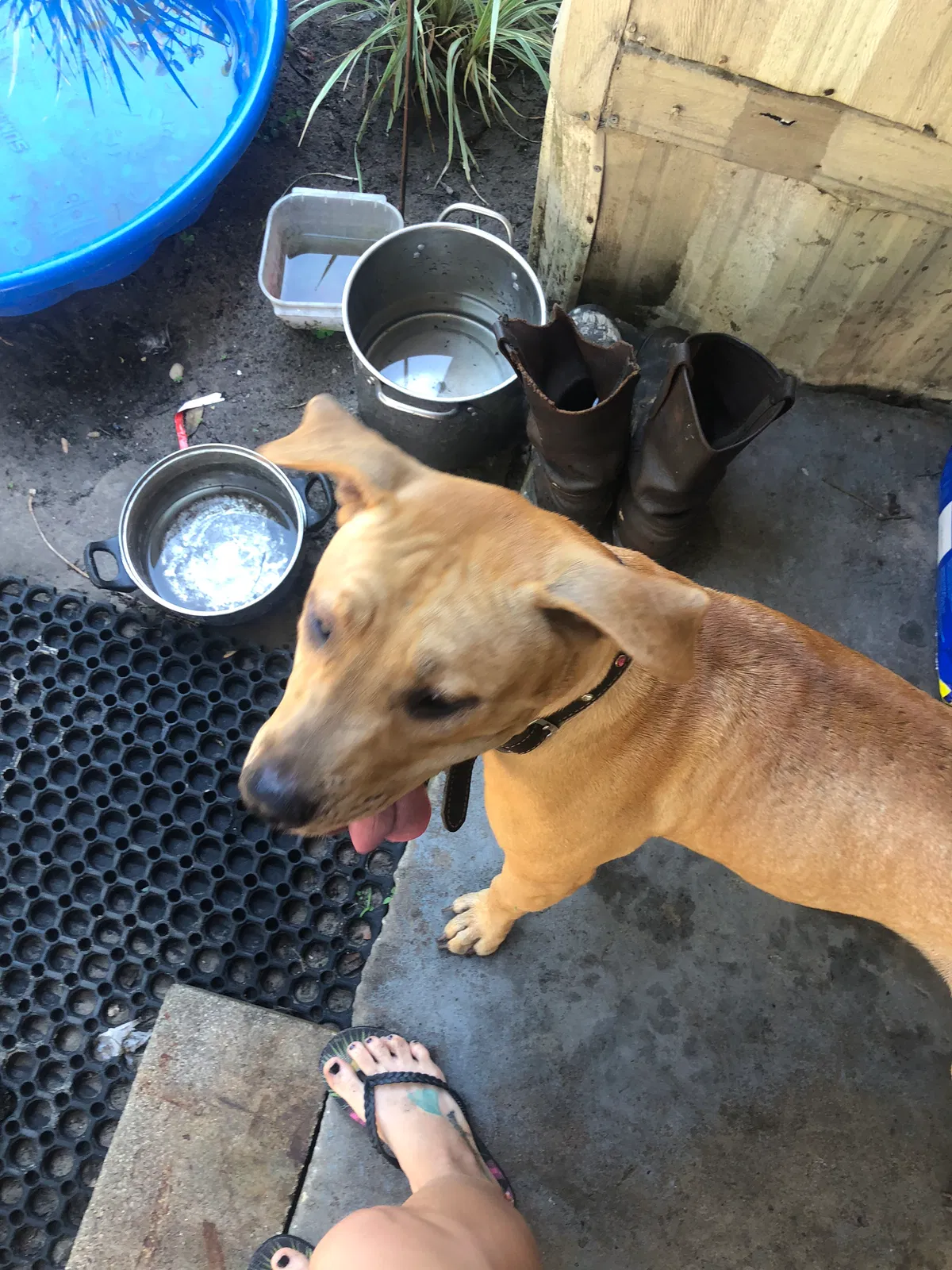 Lost dog in Citra, FL, 32113